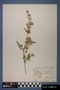 Sphaeralcea grossulariifolia image